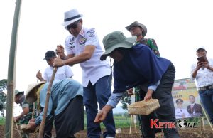 Dukung Ketahanan Pangan Prabowo, Kang DS Luncurkan Penanaman Padi Gogo di Arjasari