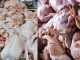 Miris.!! Jelang Idul Fitri, Daging Ayam Tiren Menyebar Di Pasar Kota Tasikmalaya?