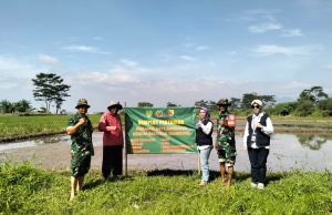 Pemdes Pameuntasan Bersama Kodim 0624/Kabupaten dan Koramil 2411/Lakukan Penanaman Padi