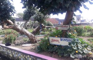 Jangan Ngaku Orang Tasik, Kalau Belum Sempat Ke Taman Bonsay Lewo