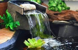 Kolam Ikan di Depan Rumah, Sumber Ketenangan di Tengah Hiruk Pikuk Kota