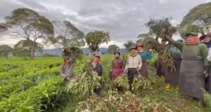 Ada Beberapa Aktor Yang Bertindak Sebagai Donatur Rusaknya Lahan PTPN