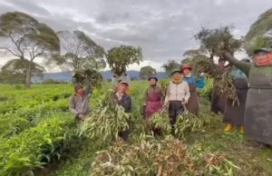 Ada Beberapa Aktor Yang Bertindak Sebagai Donatur Rusaknya Lahan PTPN
