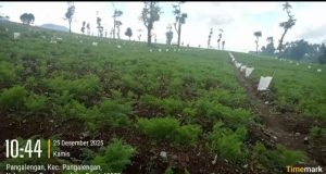 Bos Besar Tani Masih Leluasa Berkeliaran, Meski Kerusakan Lingkungan Telah Terjadi, Tindakan dari Pihak Kepolisian Tenang Pilih