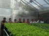 Bumdes Marsela Mahardika Resmikan Green House Hidroponik