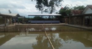 Untuk Ketahan Pangan BUMDes Salayu Desa Gajahmekar Buka Kolam Ikan