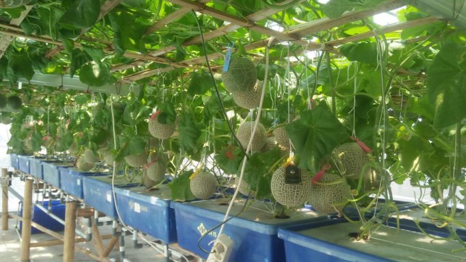 Bumdes Marsela Mahardika Budi Dayakan Melon Fujisawa