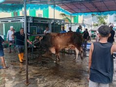 Masjid Agung Al-Munawwar Ternate Terima 18 Ekor Sapi dan 1 Ekor Kambing Kurban, Termasuk Bantuan Presiden RI