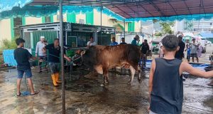 Masjid Agung Al-Munawwar Ternate Terima 18 Ekor Sapi dan 1 Ekor Kambing Kurban, Termasuk Bantuan Presiden RI