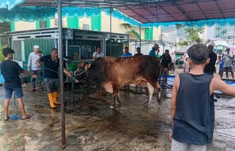 Masjid Agung Al-Munawwar Ternate Terima 18 Ekor Sapi dan 1 Ekor Kambing Kurban, Termasuk Bantuan Presiden RI