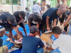 Semangat Berbagi di Hari Raya Iduladha, Masjid Nurul Yakin Tabona Sembelih 5 Ekor Sapi Kurban