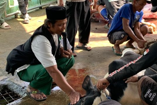 Madrasah Alhasanudin Di Hari Raya Idul Adha 1447 H/2026 Memotong Hewan Kurban 7 Ekor Sapi