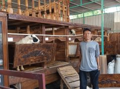 BUMDes Makar Mukti Desa Mekarrahayu Kembangkan Ternak Domba untuk Perkuat Ketahanan Pangan