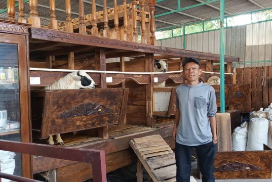 BUMDes Makar Mukti Desa Mekarrahayu Kembangkan Ternak Domba untuk Perkuat Ketahanan Pangan
