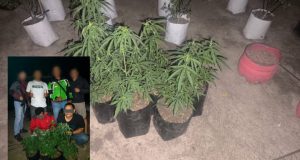 Polres Tasikmalaya Ungkap Kasus Penanaman Ganja, Pelaku Inisial NM & RA