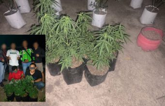 Polres Tasikmalaya Ungkap Kasus Penanaman Ganja, Pelaku Inisial NM & RA